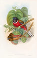Trogon fascié - John Gould — näkymä teoksesta