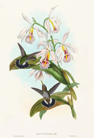 John Gould - Glaucis fraseri.webp