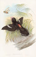 Grand eurylaime - John Gould — näkymä teoksesta