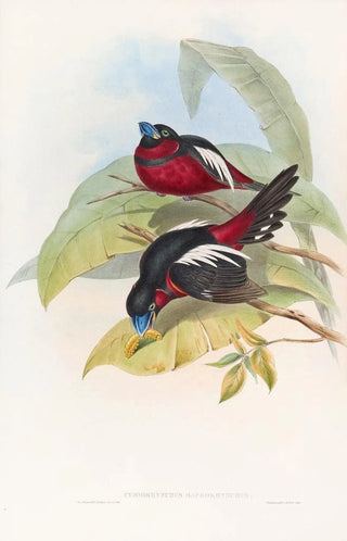 John Gould - Greatbilled Eurylaime.webp