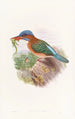 Martin-pêcheur de Hombron - John Gould — näkymä teoksesta