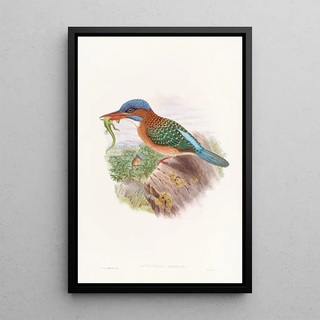 John Gould - Hombrons Kingfisher.webp