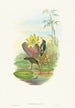 Hylocharis lactea - John Gould — näkymä teoksesta