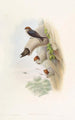 Hirondelle des falaises indienne - John Gould — näkymä teoksesta