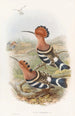 Huppe indienne - John Gould — näkymä teoksesta