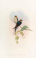 Hirondelle de mosquée indienne - John Gould — näkymä teoksesta