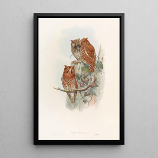 John Gould - Indian Scops Owl.webp