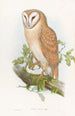 Petit-duc indien - John Gould — näkymä teoksesta