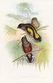 Eurylaime de Java - John Gould — näkymä teoksesta