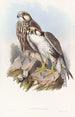 Faucon Jugger - John Gould — näkymä teoksesta
