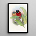 Trogon Kasumba - John Gould — kehystetty taideteos seinällä