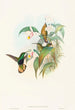 Lafresnaya flavicaudata - John Gould — näkymä teoksesta