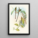 Lesbia Amaryllis - John Gould — kehystetty taideteos seinällä
