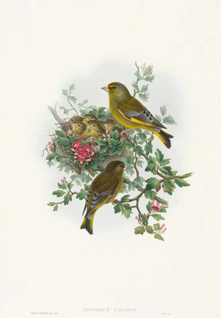 John Gould - Ligurinus chloris.webp
