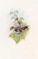 Eurylaime luné - John Gould — näkymä teoksesta