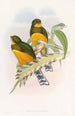 Trogon de Macklot - John Gould — näkymä teoksesta