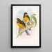 Trogon de Macklot - John Gould — kehystetty taideteos seinällä