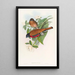 Trogon de Malacca - John Gould — kehystetty taideteos seinällä