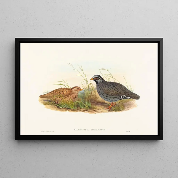 Malacoturnix superciliosus - John Gould — kehystetty taideteos seinällä
