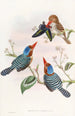 Martin-pêcheur multicolore - John Gould — näkymä teoksesta
