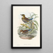 Monographie des Pittidae Pl02 - John Gould — kehystetty taideteos seinällä