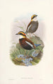 Monographie des Pittidae Pl03 - John Gould — näkymä teoksesta