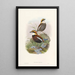 Monographie des Pittidae Pl03 - John Gould — kehystetty taideteos seinällä