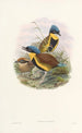Monographie des Pittidae Pl05 - John Gould — näkymä teoksesta