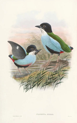 John Gould - Monograph of the Pittidae Pl08.webp
