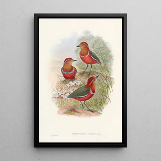 John Gould - Monograph of the Pittidae Pl09.webp