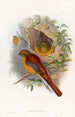 Vuoristotrogon - John Gould — näkymä teoksesta