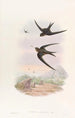 Martinet palmun katolla - John Gould — näkymä teoksesta