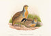 Perdix barbata - John Gould — näkymä teoksesta