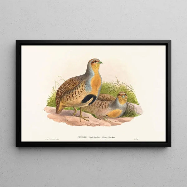 Perdix barbata - John Gould — kehystetty taideteos seinällä