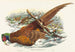 Phasianus colchicus - John Gould — näkymä teoksesta