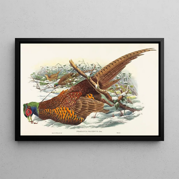 Phasianus colchicus - John Gould — kehystetty taideteos seinällä