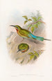 Guêpier des Philippines - John Gould — näkymä teoksesta