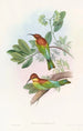 Guêpier Pirik - John Gould — näkymä teoksesta