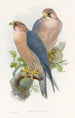 Faucon à nuque rouge - John Gould — näkymä teoksesta
