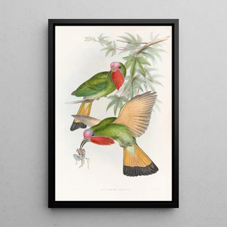 John Gould - Redthroated Nyctiornis.webp