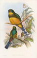 Trogon de Reinwardt - John Gould — näkymä teoksesta