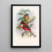 Trogon à poitrine rose - John Gould — kehystetty taideteos seinällä