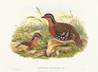 Perdreau de bambou à poitrine rousse - John Gould — näkymä teoksesta