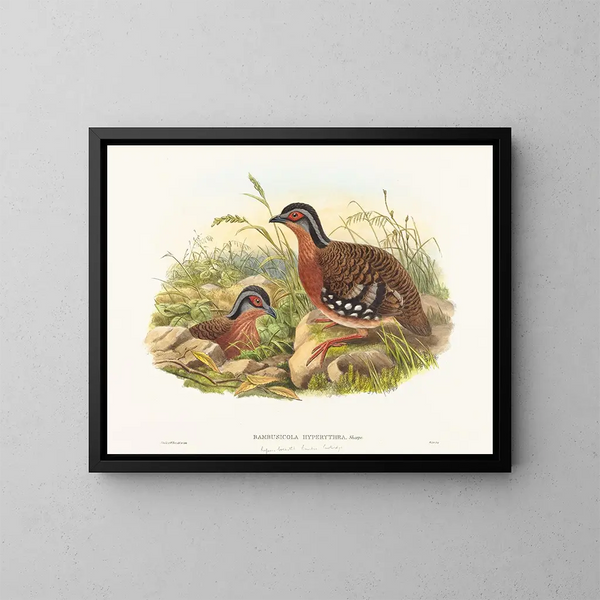 Perdreau de bambou à poitrine rousse - John Gould — kehystetty taideteos seinällä