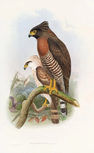 John Gould - Rufousbreasted Spilornis.webp
