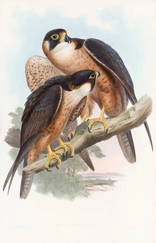 John Gould - Shaheen Falcon.webp