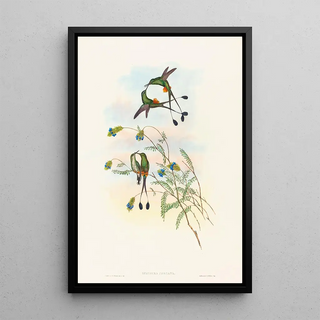 John Gould - Spathura peruana.webp