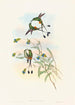 Spathura péruvienne - John Gould — näkymä teoksesta