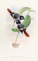 Broadbill de Steere - John Gould — näkymä teoksesta