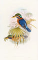 Martin-pêcheur de Sumatra - John Gould — näkymä teoksesta